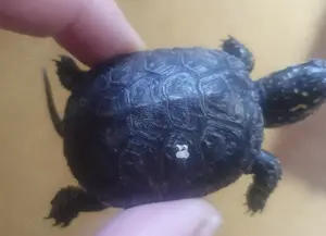 Europäische Sumpfschildkröten Emys orbicularis 