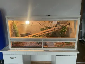 Königspython Dame inkl Terrarium 