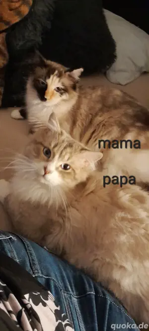 Unsere kleinen Katzenbabys suchen ihr Für-Immer-Zuhause