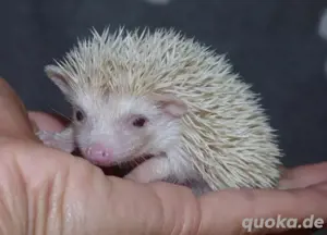 Zuckersüße Weißbauchigel auf Wohnungssuche Bild 5