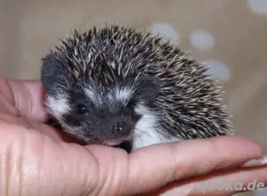 Zuckersüße Weißbauchigel auf Wohnungssuche