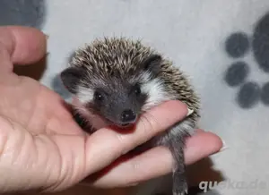 Zuckersüße Weißbauchigel auf Wohnungssuche Bild 6