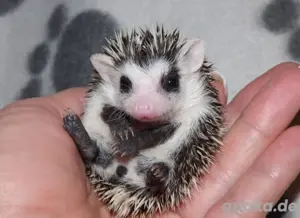 Zuckersüße Weißbauchigel auf Wohnungssuche Bild 4