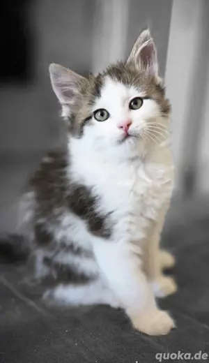 Maine Coon Kitten 