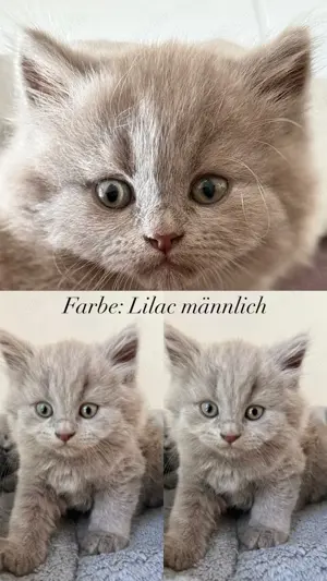 Wunderschöne BKH Kitten