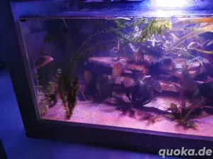 Axolotl Wohnzimmertisch als Aquarium      Bild 4