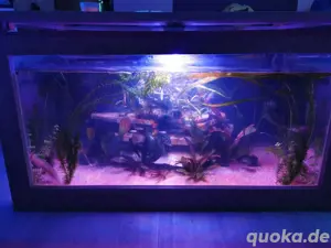 Axolotl Wohnzimmertisch als Aquarium      Bild 6