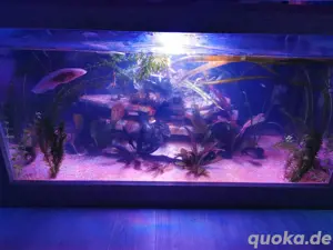 Axolotl Wohnzimmertisch als Aquarium      Bild 5