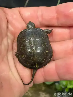 kleine Form-Europäische Sumpschildkröte - Emys orbicularis capolongoi (Sardinien) NZ von 2024