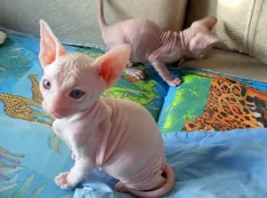  Die Kanadische Sphinx