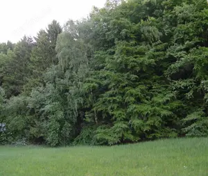 Mietwohnung oder Häuschen in 90518 Altdorf oder Umgebung gesucht