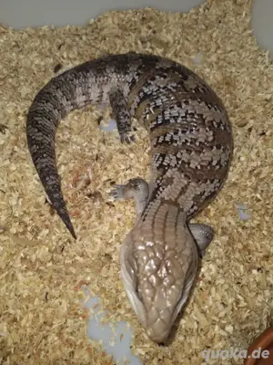 tiliqua gigas Intermedia 
