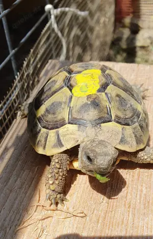 Griechische Landschildkröten NZ 2022