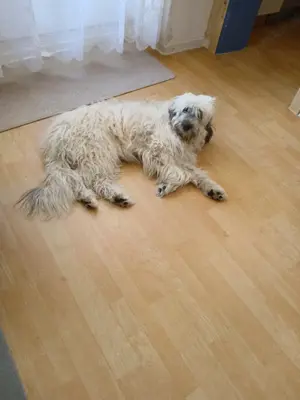 Tibetmix Hündin