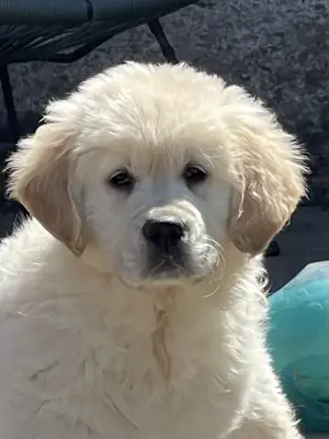 Golden Retriever Welpen aus excellenter Verpaarung 