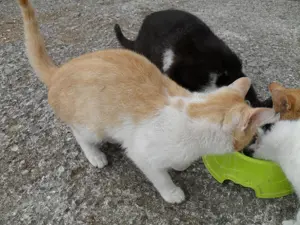 Kater 7 Monate alt