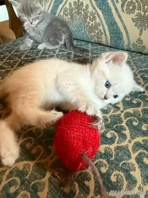 Britisch Kurzhaar Katzenbabys Kitten