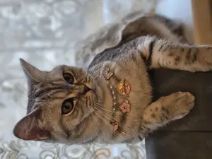 BKH Katzen 