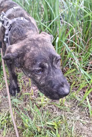 Cane Corso Mix zu vermitteln
