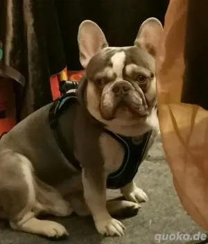 Französische Bulldogg Rüde Lilac Tan