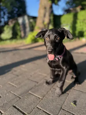 Labrador Husky mix