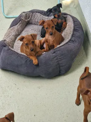Zwergpinscher Welpen