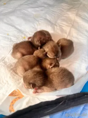 Reinrassige Burma Kitten suchen ein neues Zuhause