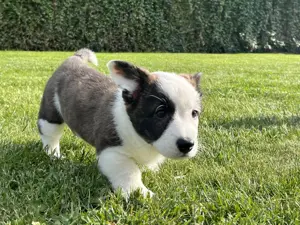 Welsh Corgi Cardigan Hündin,  FCI-Stammbaum (Polen)