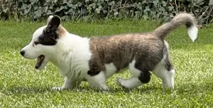 Welsh Corgi Cardigan Hündin,  FCI-Stammbaum (Polen) Bild 2