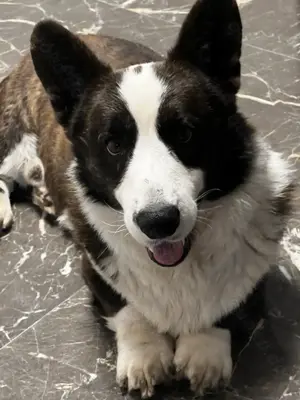 Welsh Corgi Cardigan Hündin,  FCI-Stammbaum (Polen) Bild 5