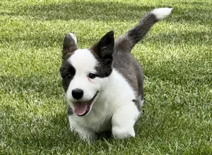 Welsh Corgi Cardigan Hündin,  FCI-Stammbaum (Polen) Bild 3