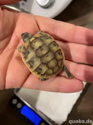 Griechische Landschildkröten - Nachzuchten aus 2024 Bild 4