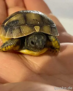 Griechische Landschildkröten - Nachzuchten aus 2024 Bild 2