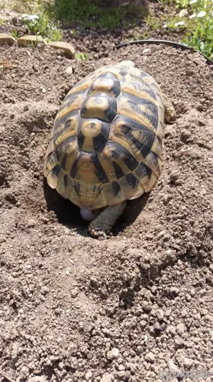 Griechische Landschildkröten - Nachzuchten aus 2024 Bild 5