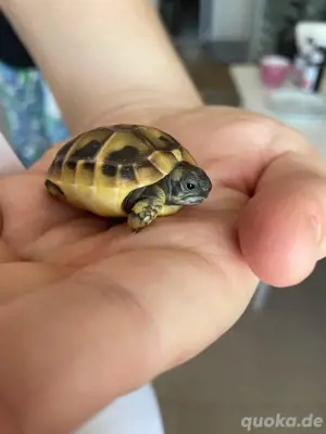 Griechische Landschildkröten - Nachzuchten aus 2024 Bild 3