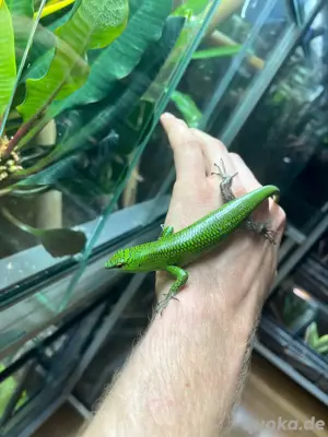 Lamprolepis smaragdina - Grüner Smaragdskink 