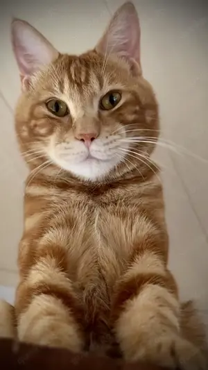 Kurilian BobTail Kater   Katze   Katzendame 