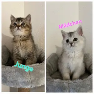 Wunderschöne BKH Kitten