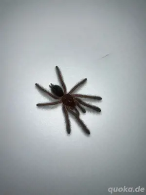 Phormingochilus hatihati slings Bild 2