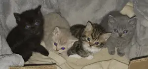 Britisch kurzhaar Mix Kitten ab zu geben Bkh Mix
