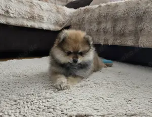 Zwergspitz Rüde   flauschiger Kuschelbär sucht Familie