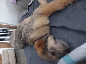 Mausi sucht ihren Menschen Bild 3