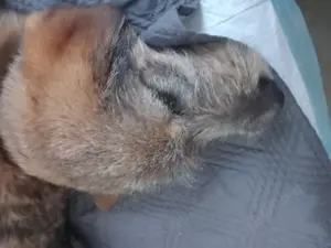 Mausi sucht ihren Menschen Bild 2