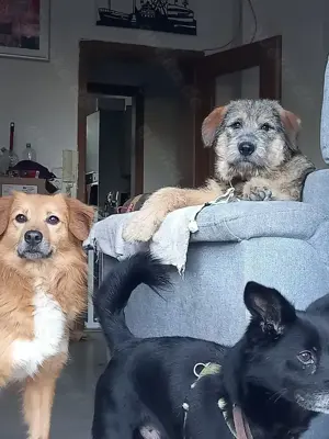 Mausi sucht ihren Menschen Bild 4