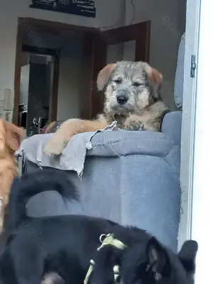 Mausi sucht ihren Menschen Bild 5