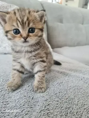 Bkh Kitten zu verkaufen  Bild 2