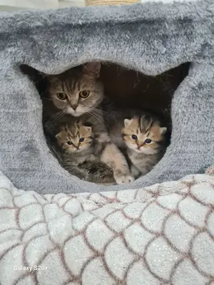 Bkh Kitten zu verkaufen  Bild 3