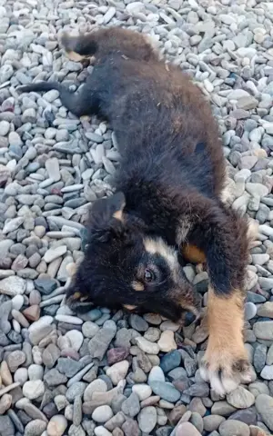 Husky-Mix 4 (geb. 02. 2025) im Tierheim in Bosnien sucht ein Zuhause