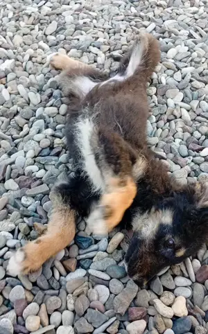 Husky-Mix 4 (geb. 02. 2025) im Tierheim in Bosnien sucht ein Zuhause