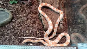 Kornnatter (albino?)
